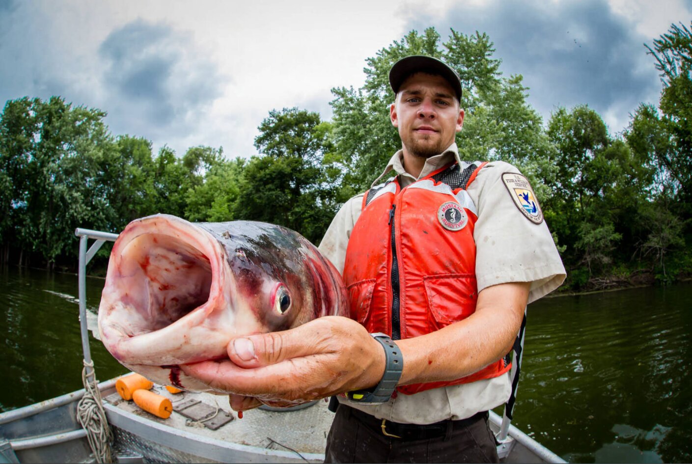 A USFWS biologist holding a large invasive bighead carp.