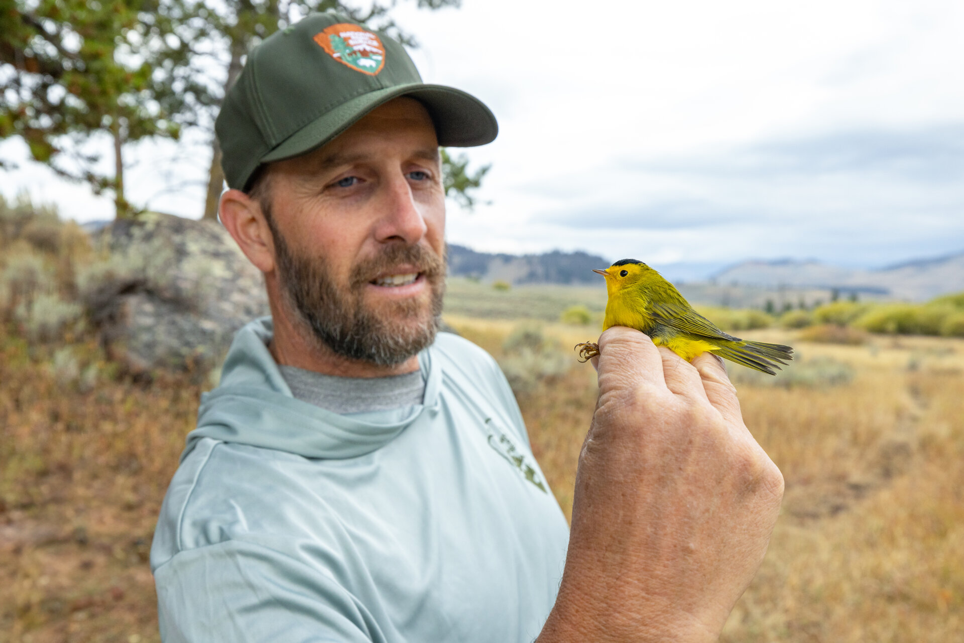 A biologist holds a small songbird gently in their hand, fitting a numbered metal band to its leg.