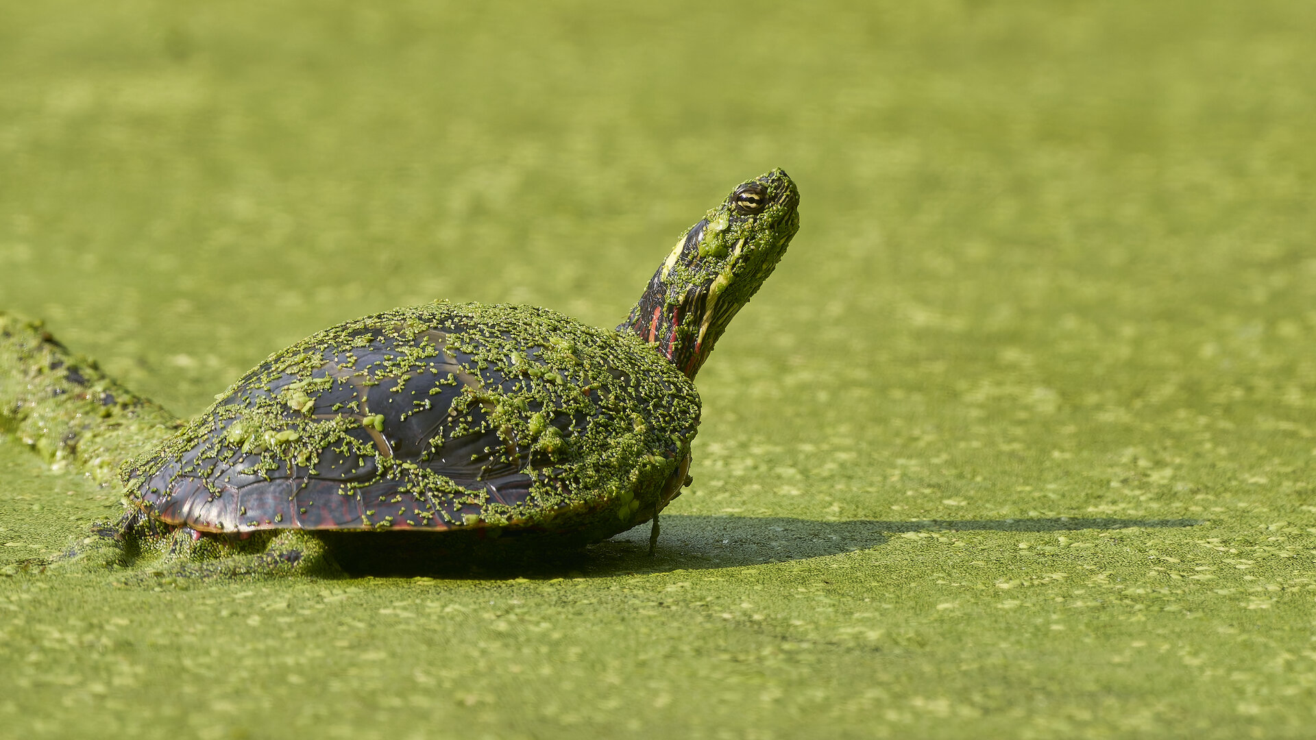 An eastern painted turtle resting on a wet log, dark shell with red and yellow markings visible at the edges.