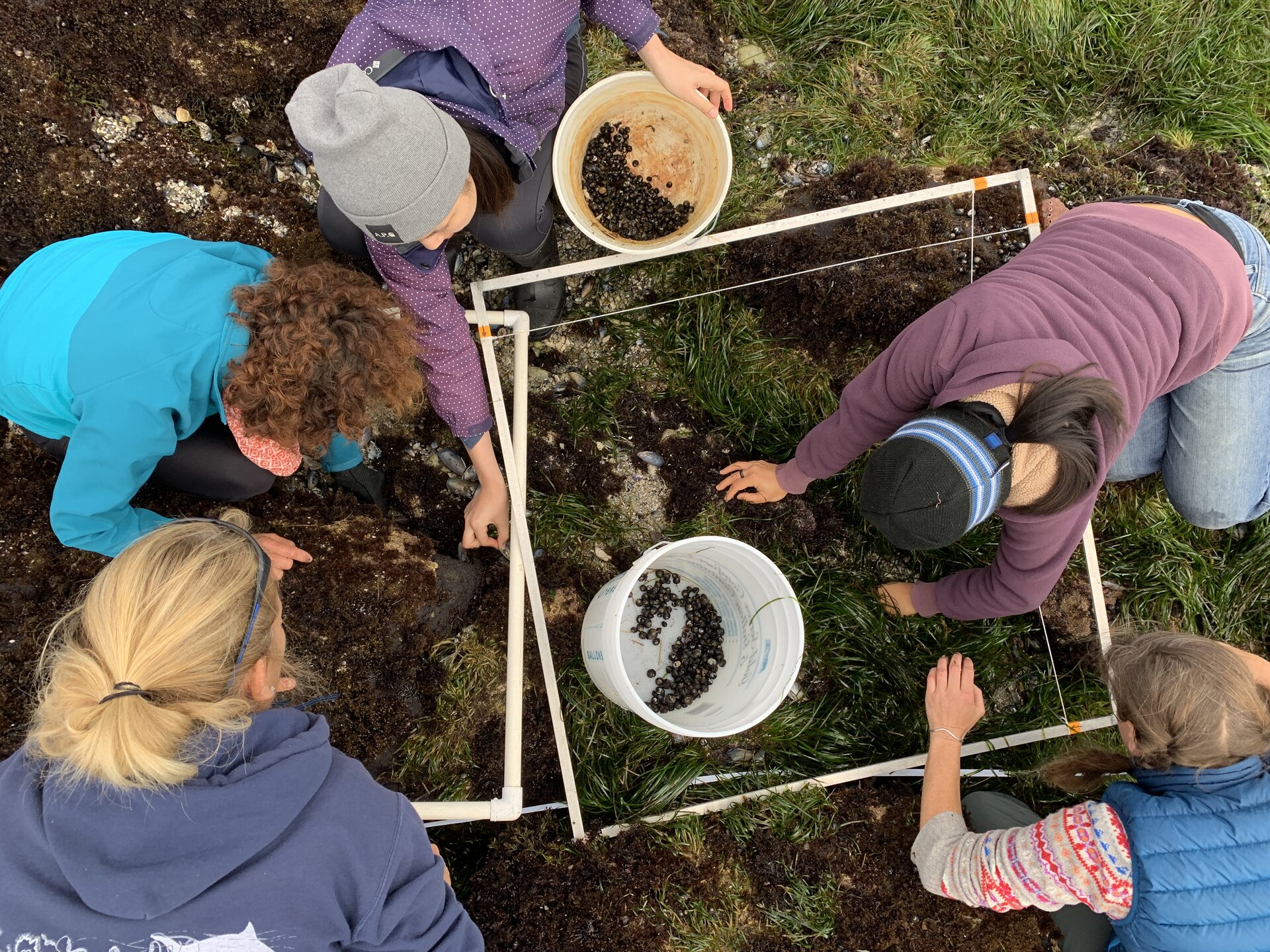 A square PVC frame, the quadrat, placed on a tide-pool rock covered in barnacles and seaweed; a biologist's gloved hand visible at the edge.