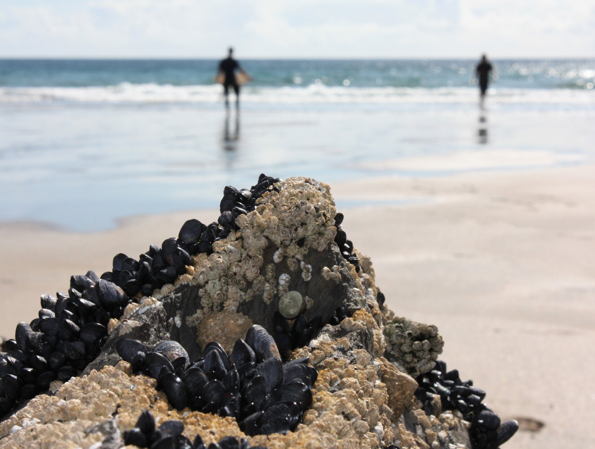 Dense bands of blue-black mussels and pale barnacles covering wet rocks at low tide.