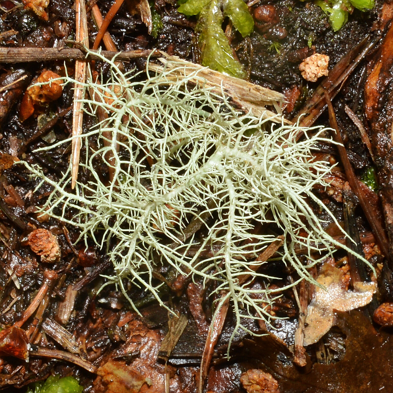 A pale-green beard lichen hanging from a tree branch in clean air.