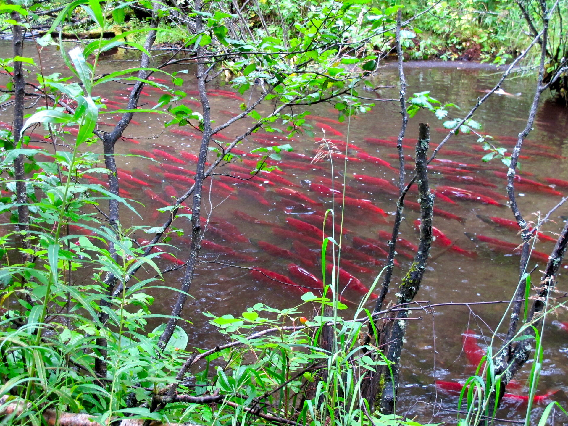 Sockeye salmon spawning in a clear forest stream — about to die and feed the surrounding forest with marine-derived nitrogen.