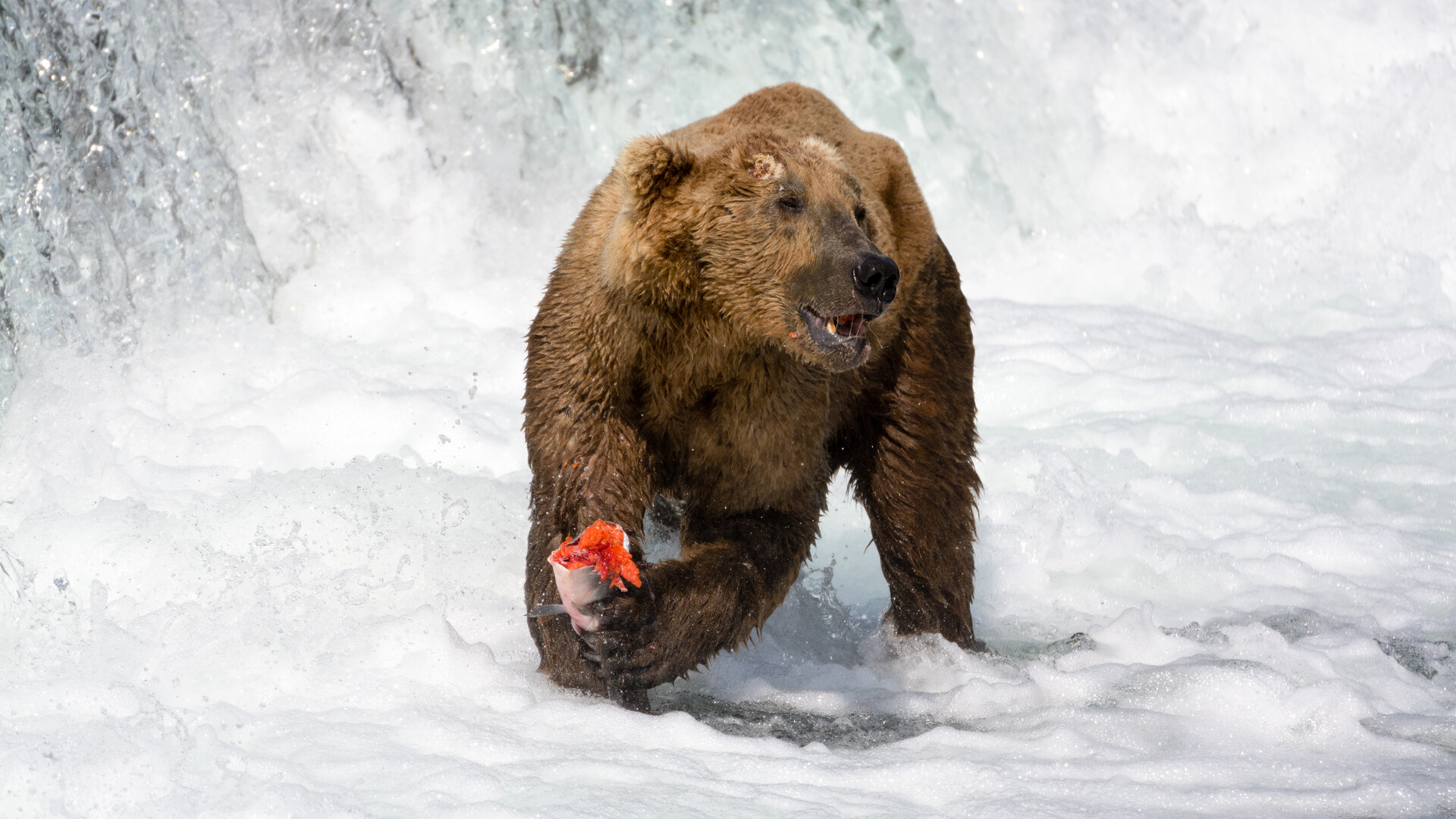 A brown bear catching a sockeye salmon in a river — its body is half built of the ocean carbon the salmon brought back upstream.