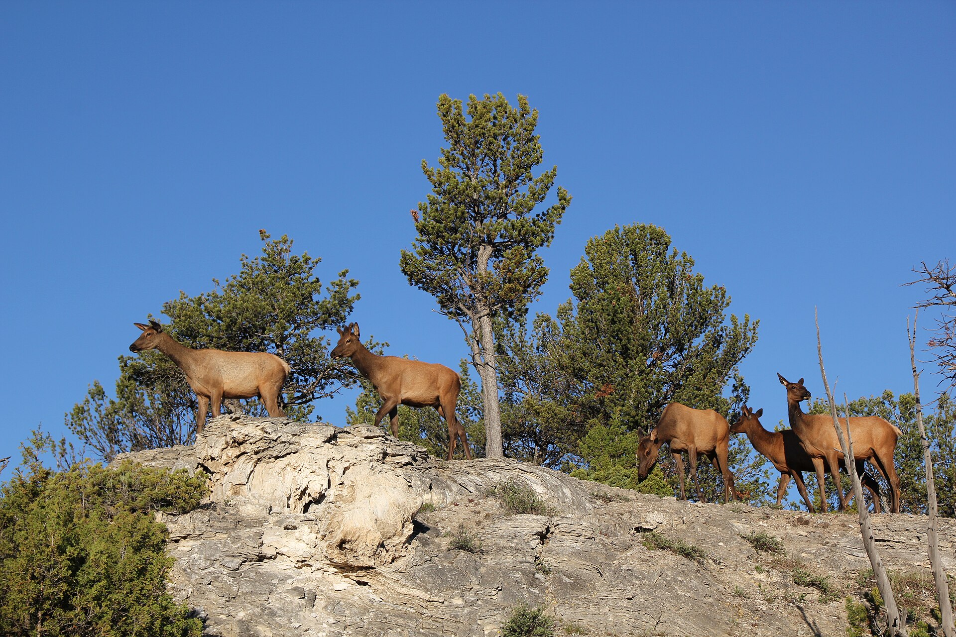 A group of elk stands on an open rocky ridge in Yellowstone with sparse trees and clear sky.