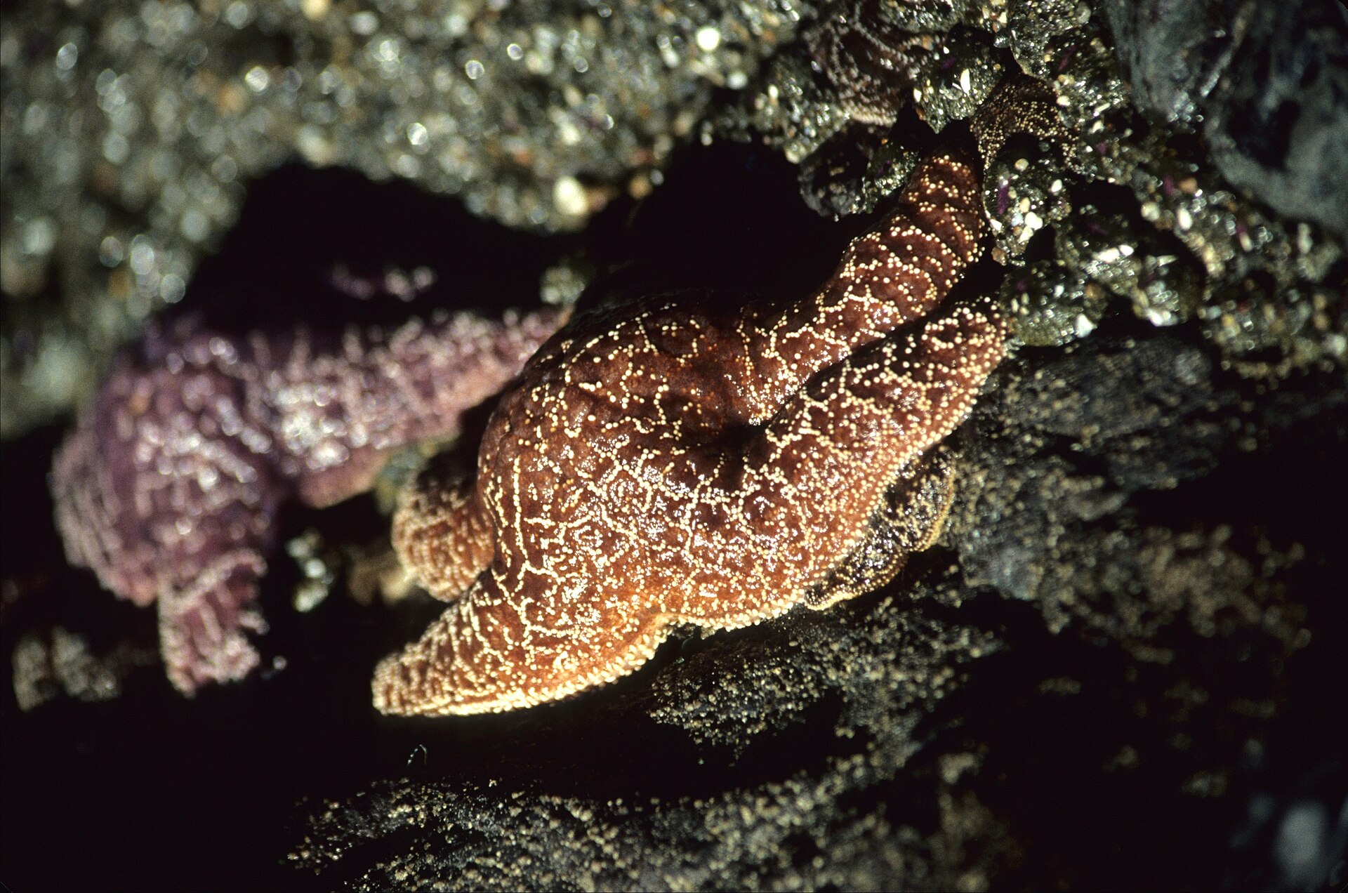 An orange ochre sea star (Pisaster ochraceus) on a wet rocky surface in the Pacific intertidal zone.