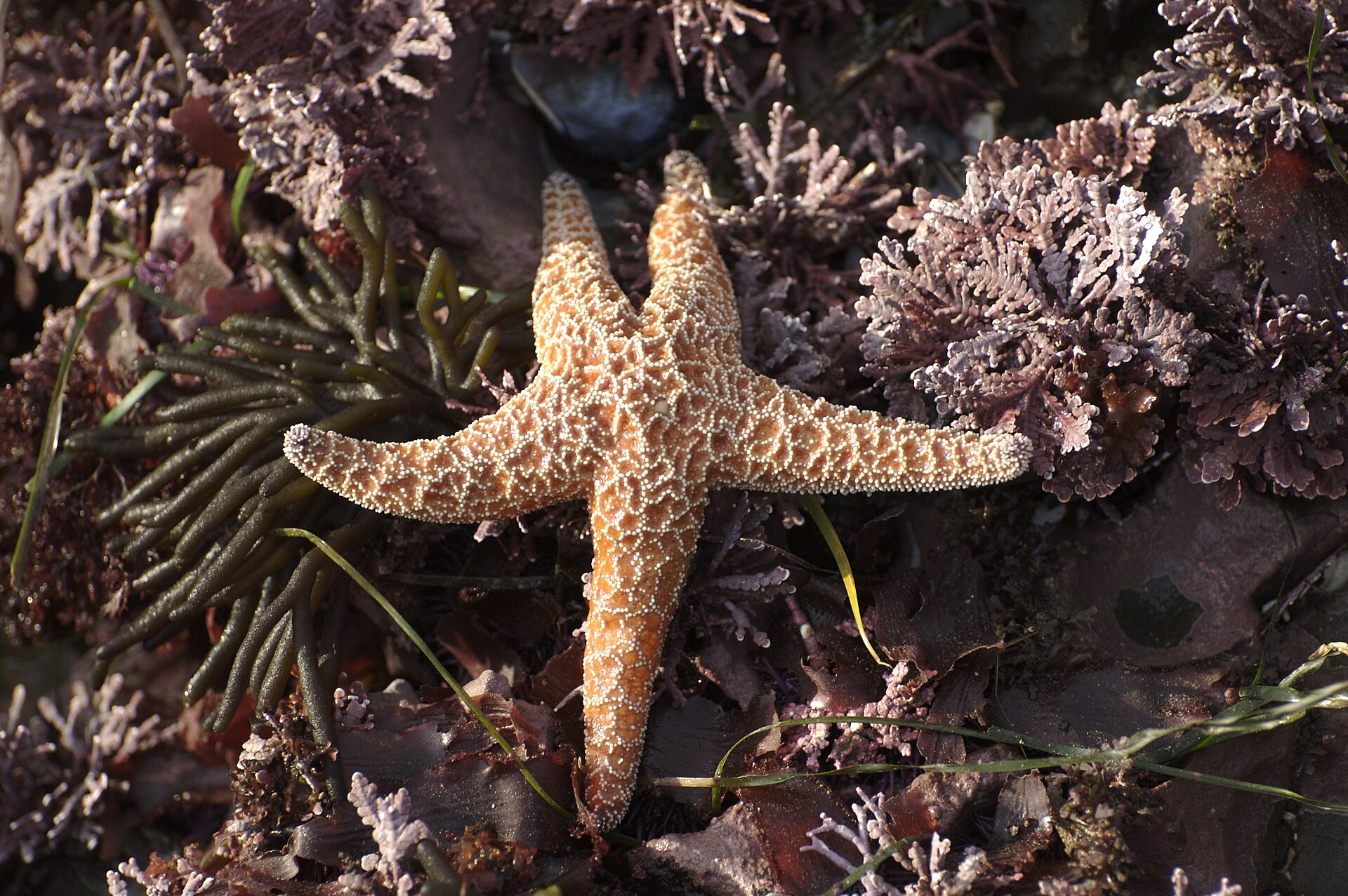 An ochre sea star surrounded by a diverse intertidal community — anemones, algae, and other invertebrates on rocky substrate.