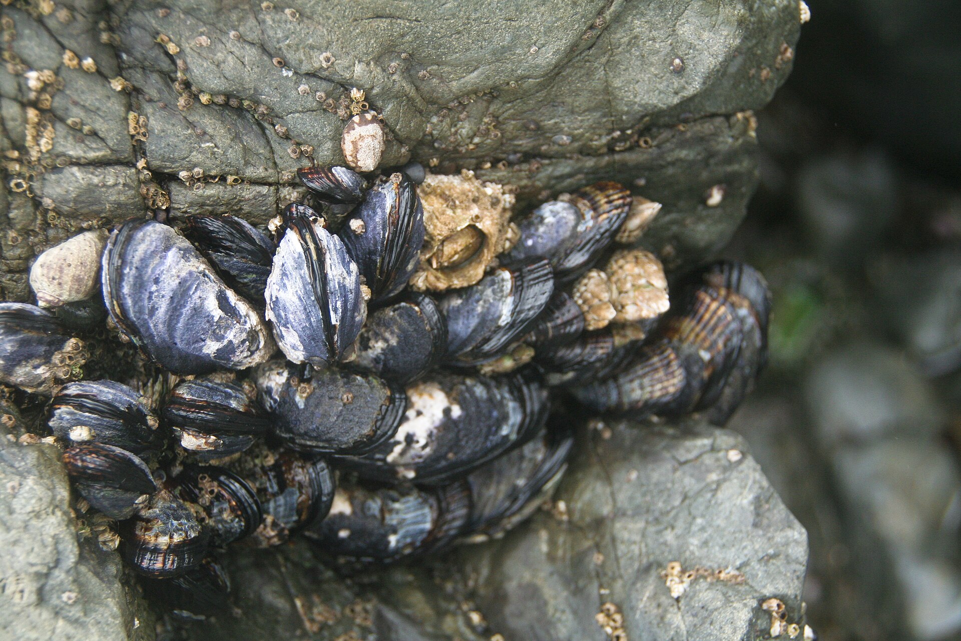 A dense California mussel bed covering rocky substrate, with barnacles among the mussels — a mussel-dominated rocky shore.