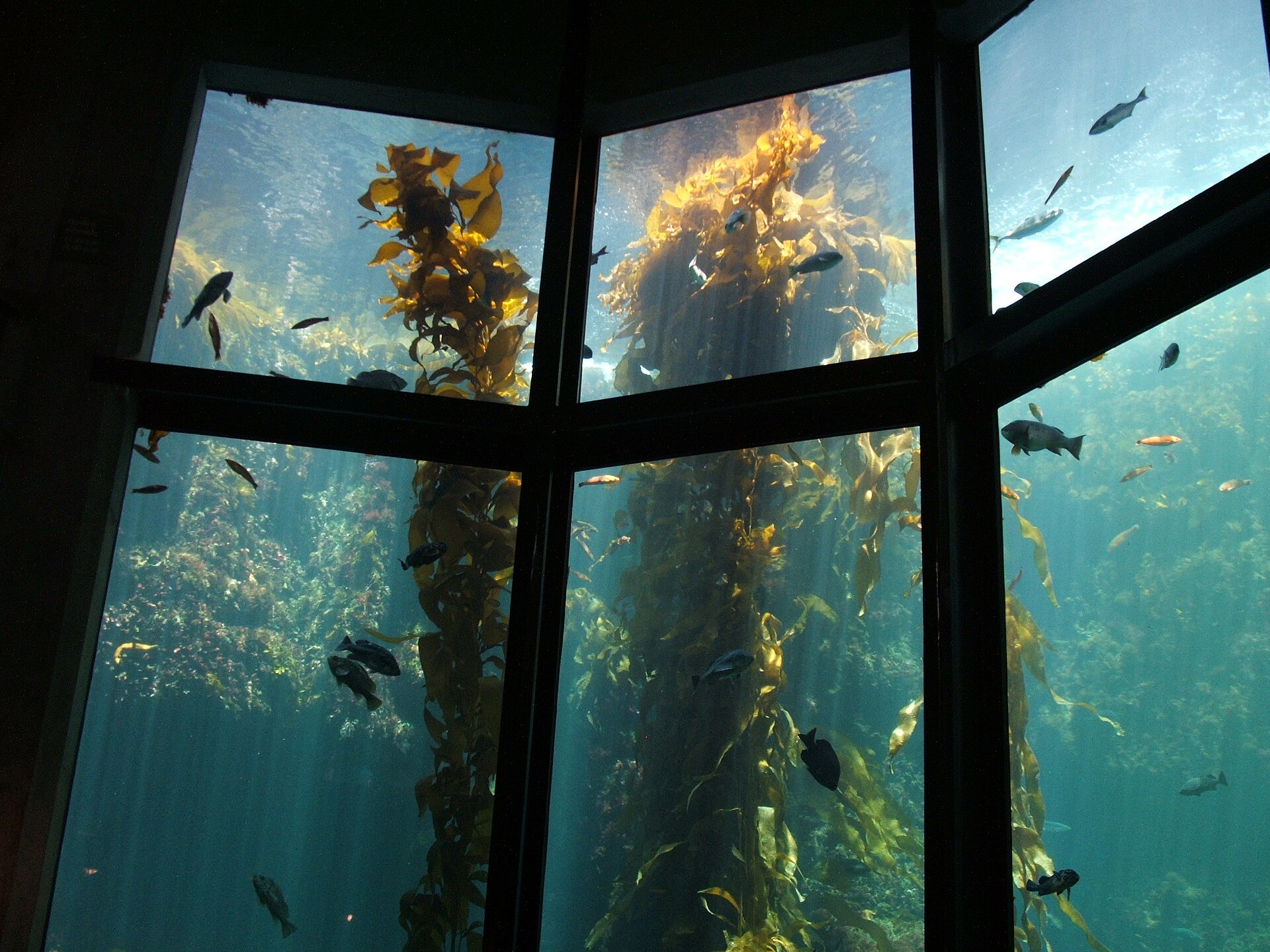 An underwater view of a giant kelp (Macrocystis pyrifera) forest with fish swimming among the kelp blades.