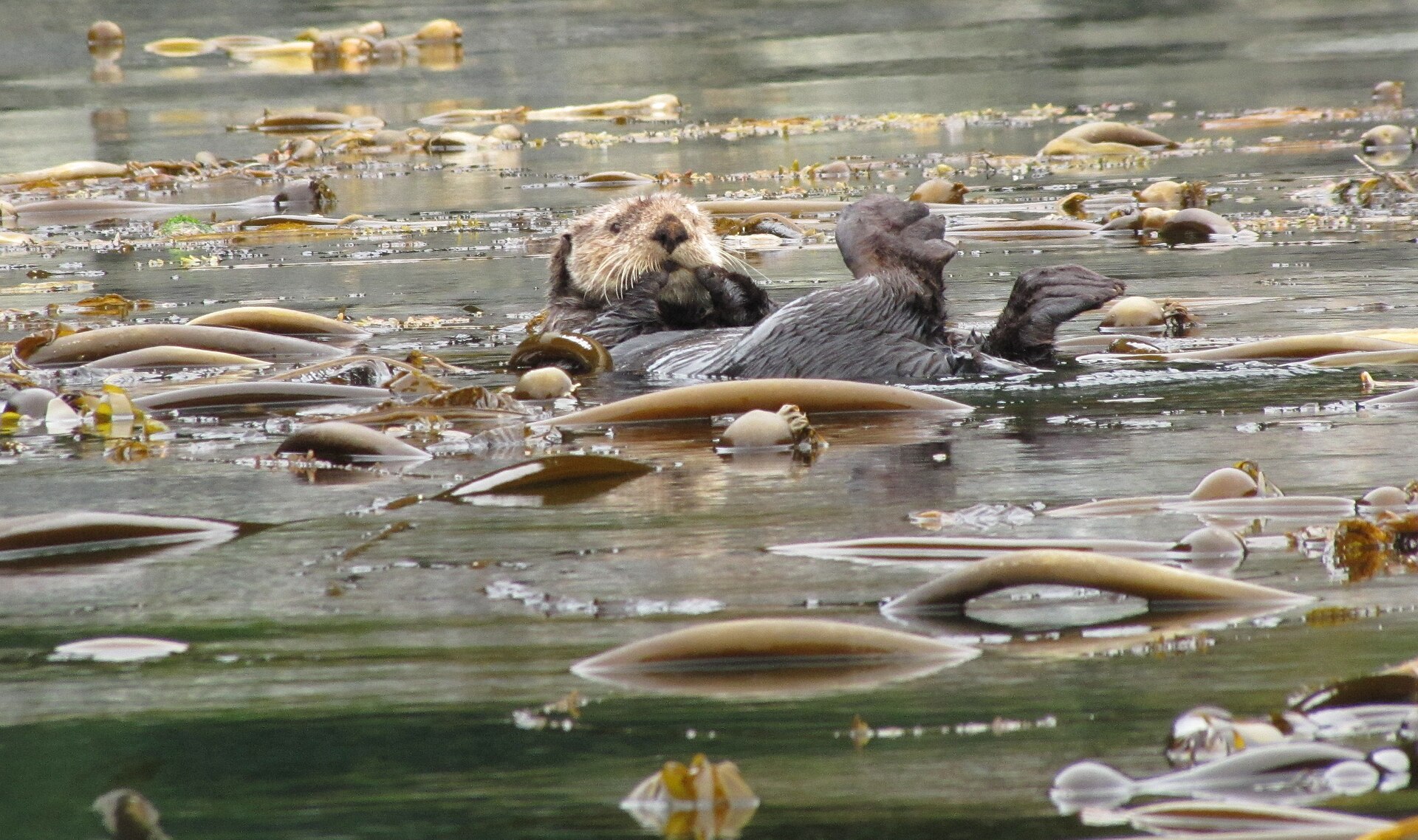 Two sea otters (Enhydra lutris) floating among kelp and seaweed on the water surface.